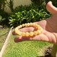 Abundance Honey Jade Bracelet