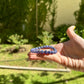 Comprehension Tanzanite Bracelet