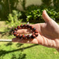 Money Red Tiger Eye Minimalist Bracelet